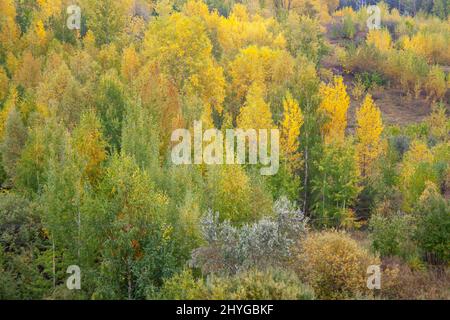 Belle vue panoramique sur la forêt d'automne Banque D'Images