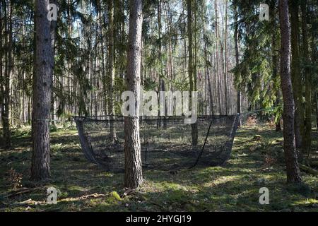 14 mars 2022, Brandebourg, Steinhöfel : un piège à filet pour sangliers est fixé entre les arbres. Au cours d'une visite sur place, les politiciens verts ont appris les mesures actuelles de lutte contre la peste porcine. Les pièges sont destinés à aider à prévenir la propagation du sanglier et ainsi contenir la peste porcine. Photo: Soeren Stache/dpa-Zentralbild/dpa Banque D'Images