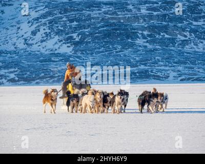 Le pêcheur ramène sa prise au village à l'aide d'un traîneau à chiens. Chien de traîneau avec des chiens du Groenland pendant l'hiver près d'Uummannaq dans le beyon du nord de la Westgreenland Banque D'Images