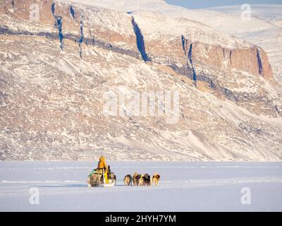 Le pêcheur ramène sa prise au village à l'aide d'un traîneau à chiens. Chien de traîneau avec des chiens du Groenland pendant l'hiver près d'Uummannaq dans le beyon du nord de la Westgreenland Banque D'Images