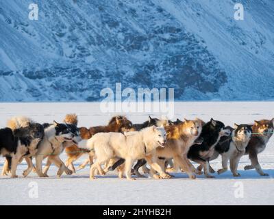Le pêcheur ramène sa prise au village à l'aide d'un traîneau à chiens. Chien de traîneau avec des chiens du Groenland pendant l'hiver près d'Uummannaq dans le beyon du nord de la Westgreenland Banque D'Images