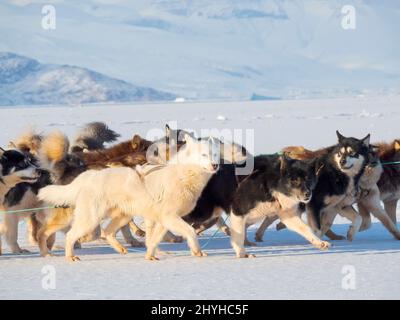 Le pêcheur ramène sa prise au village à l'aide d'un traîneau à chiens. Chien de traîneau avec des chiens du Groenland pendant l'hiver près d'Uummannaq dans le beyon du nord de la Westgreenland Banque D'Images