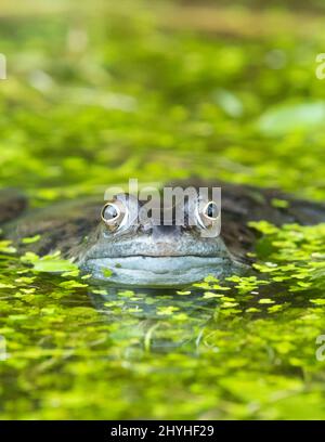 Grenouille - grenouille commune - rana temporaria - entourée de duckweed dans l'étang de jardin - Écosse, Royaume-Uni Banque D'Images