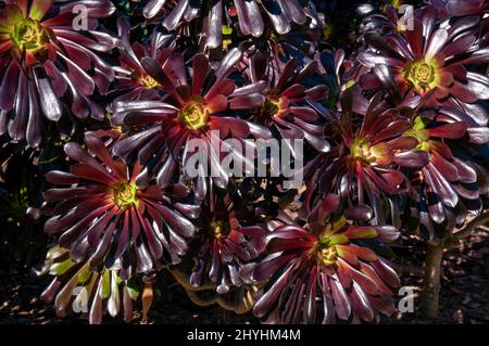 Sydney Australie, gros plan de rosaces de cultivar 'Zwartkop' d'aeonium arboreum Banque D'Images