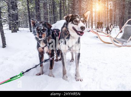 Promenade en traîneau à chiens des huskies d'Alaska dans la magnifique forêt enneigée, en Finlande, en Laponie. Banque D'Images