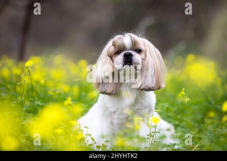 Un mignon Shih Tzu assis dans un champ de fleurs de trèfle jaunes. Banque D'Images