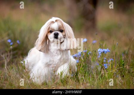 Magnifique chien Shih Tzu dans un champ avec des fleurs bleues. Banque D'Images