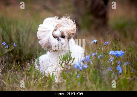 Magnifique chien Shih Tzu en train de courir dans un champ avec des fleurs bleues et de longues oreilles molletonnées volantes. Banque D'Images