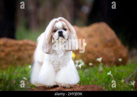 Magnifique chien Shih Tzu dans un collier d'animal de compagnie debout dans un champ avec des fleurs. Banque D'Images