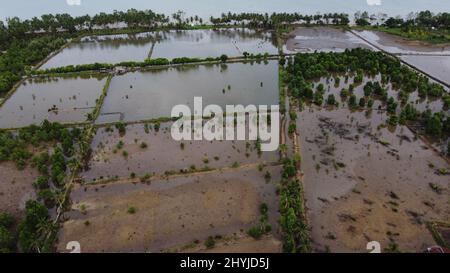 Vue aérienne des champs humides de Kalimantan est avec quelques arbres. Banque D'Images