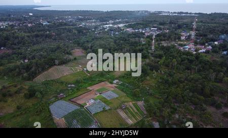 Vue aérienne des champs agricoles de Kalimantan est. Banque D'Images