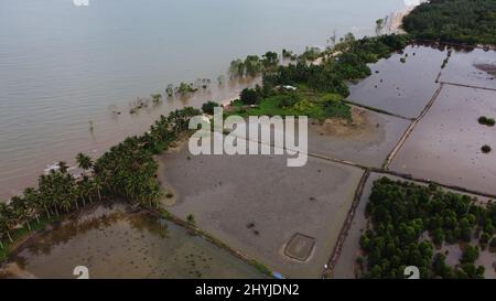 Vue aérienne des champs humides de Kalimantan est avec quelques arbres. Banque D'Images
