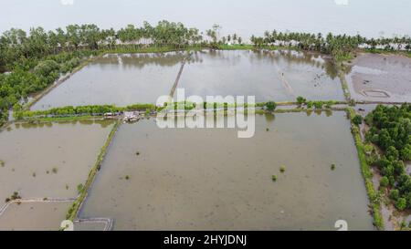Vue aérienne des champs humides de Kalimantan est avec quelques arbres. Banque D'Images