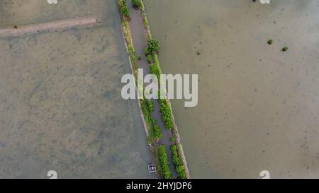 Vue aérienne des champs humides de Kalimantan est avec quelques arbres. Banque D'Images