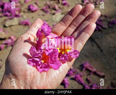 Fleurs d'ipe rose ou de trompette rose (Handroanthus impétiginosus) à portée de main Banque D'Images