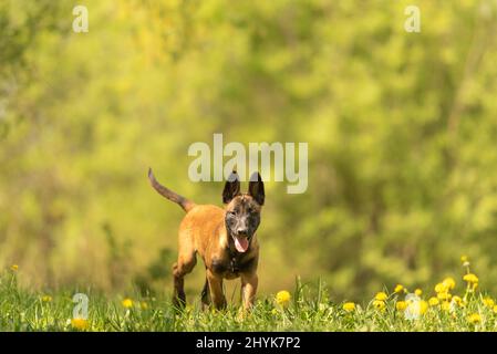 Chien de chiot Malinois sur un pré vert avec des pissenlits au printemps de la saison. Le chiot a 12 semaines. Banque D'Images