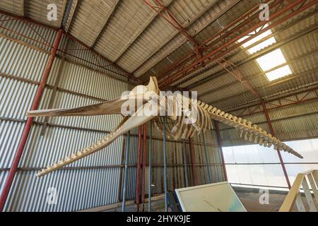 Squelette d'un cachalot (Physeter macrocephalus) exposé au musée historique de la station baleinière, Frenchman Bay, près d'Albany, Australie occidentale, Ouest Banque D'Images