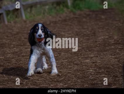 SPANIEL NOIR ET BLANC SPRINGER AVEC UNE BALLE ORANGE DANS UN PARC POUR CHIENS EN LAISSE À REDMOND WASHINGTON Banque D'Images