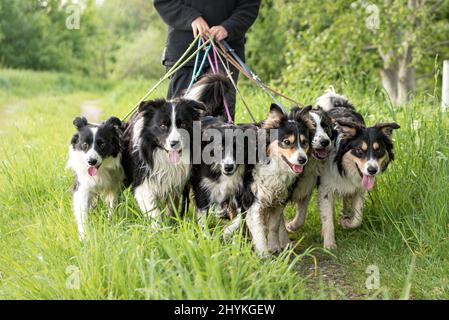 À pied avec de nombreux chiens en laisse dans la nature. Border Collies obéissant Banque D'Images