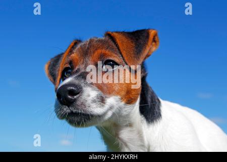 Jeune Jack Russell Terrier chiot, portrait d'animal, chien mâle, Schleswig-Holstein, Allemagne Banque D'Images