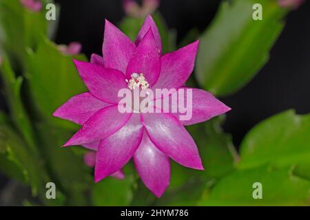 Fleur rouge d'un Schlumbergera de la famille des cactus (Cactaceae) Banque D'Images