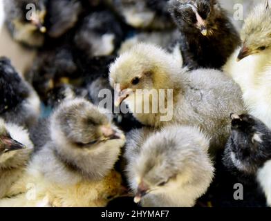 14 mars 2022, Saxe, Pehritzsch B. Eilenburg: Poussins de poulet quelques heures seulement attendre chez Hartmut Poschlod, éleveur de volailles, pour la vaccination par le vétérinaire Anna-Maria Westermeyer. Après 21 jours, les premiers poussins de poulet d'éleveurs qui viennent de la région environnante, ainsi que de Berlin et de Magdebourg, ont maintenant éclos dans les incubateurs de son écloserie. À la fin du mois de juin, jusqu'à 1 500 poussins, y compris de diverses races de poulet, oies, canards, cailles, dindes et autruches, vous verrez la lumière du jour. Déjà un jour après l'éclosion, les animaux reçoivent une vaccination 'Marek' de la part du vareteur Banque D'Images