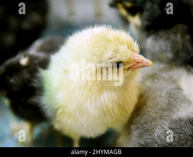 14 mars 2022, Saxe, Pehritzsch B. Eilenburg: Poussins de poulet quelques heures seulement attendre chez Hartmut Poschlod, éleveur de volailles, pour la vaccination par le vétérinaire Anna-Maria Westermeyer. Après 21 jours, les premiers poussins de poulet d'éleveurs qui viennent de la région environnante, ainsi que de Berlin et de Magdebourg, ont maintenant éclos dans les incubateurs de son écloserie. À la fin du mois de juin, jusqu'à 1 500 poussins, y compris de diverses races de poulet, oies, canards, cailles, dindes et autruches, vous verrez la lumière du jour. Déjà un jour après l'éclosion, les animaux reçoivent une vaccination 'Marek' de la part du vareteur Banque D'Images