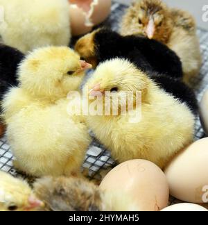 14 mars 2022, Saxe, Pehritzsch B. Eilenburg: Poussins de poulet quelques heures seulement attendre chez Hartmut Poschlod, éleveur de volailles, pour la vaccination par le vétérinaire Anna-Maria Westermeyer. Après 21 jours, les premiers poussins de poulet d'éleveurs qui viennent de la région environnante, ainsi que de Berlin et de Magdebourg, ont maintenant éclos dans les incubateurs de son écloserie. À la fin du mois de juin, jusqu'à 1 500 poussins, y compris de diverses races de poulet, oies, canards, cailles, dindes et autruches, vous verrez la lumière du jour. Déjà un jour après l'éclosion, les animaux reçoivent une vaccination de Marek de la part du veterre Banque D'Images