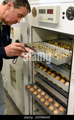 14 mars 2022, Saxe, Pehritzsch B. Eilenburg: L'éleveur de volailles Hartmut Poschlod vérifie les cailles et les oeufs de poulet pour la fertilisation dans sa mini-écloserie à l'aide d'une lampe de cisaillement. Après 21 jours, les premiers poussins de poulet d'éleveurs qui viennent de la région environnante, ainsi que de Berlin et de Magdebourg, ont maintenant éclos dans les incubateurs de son écloserie. À la fin du mois de juin, jusqu'à 1 500 poussins, y compris de diverses races de poulet, oies, canards, cailles, dindes et autruches, vous verrez la lumière du jour. Déjà un jour après l'éclosion, les animaux reçoivent une vaccination 'Marek' du vétérinaire, W Banque D'Images