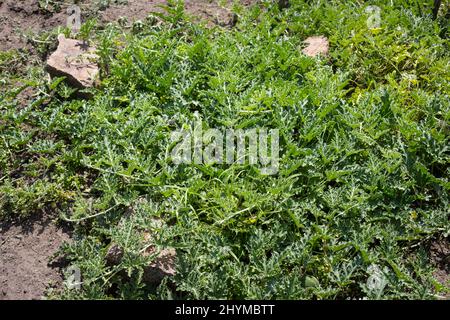 Pomme amère (Citrullus colocynthis), plantes grimpantes dans un lit, Saxe, Allemagne Banque D'Images