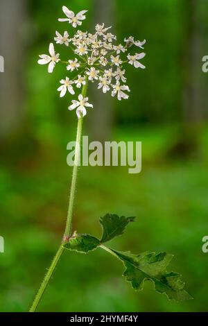 Parsnip de vache, Hogweed commun, Hogweed, Parsnip de vache américain (Heracleum sphondylium), inflorescence, Allemagne, Bavière Banque D'Images