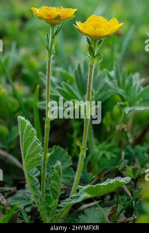 Avens alpins (Geum montanum), floraison, Autriche, Tyrol, Lechtaler Alpen Banque D'Images