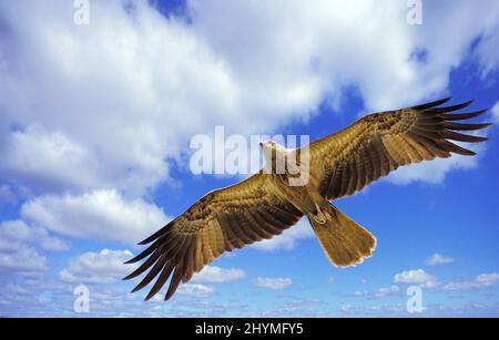 Kite sifflante (Milvus sphenurus, Haliatur sphenurus), en vol dans un ciel nuageux, Australie, territoire du Nord, Kakadu Nationalpark Banque D'Images