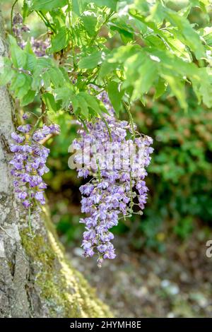 Wisteria japonaise (Wisteria floribunda 'violacea Plena', Wisteria floribunda violacea Plena, Wisteria brachybotrys), fleurs de rotoculeuses violacea Banque D'Images