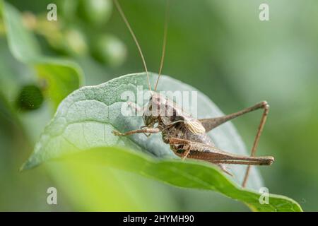 Le bushcricket sombre (Pholidoptera griseoaptera, Thamnotrizon cinereus), se trouve sur une feuille, Allemagne, Bavière Banque D'Images