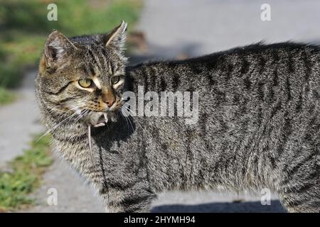 Chat domestique, chat domestique (Felis silvestris F. catus), avec souris attrapée dans sa bouche Banque D'Images