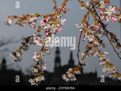 Dresde, Allemagne. 15th mars 2022. Les premières fleurs d'un cerisier ornemental fleurissent sur les rives de l'Elbe en face de la vieille ville avec la Hofkirche (l) et le Hausmannsturm. Credit: Robert Michael/dpa-Zentralbild/dpa/Alay Live News Banque D'Images