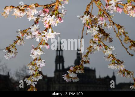 Dresde, Allemagne. 15th mars 2022. Les premières fleurs d'un cerisier ornemental fleurissent sur les rives de l'Elbe en face de la vieille ville avec la Hofkirche (l) et le Hausmannsturm. Credit: Robert Michael/dpa-Zentralbild/dpa/Alay Live News Banque D'Images