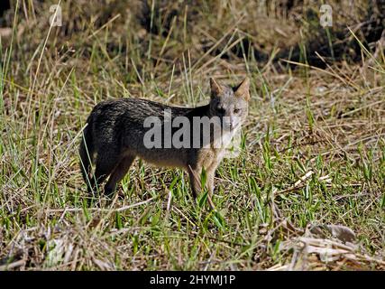 Renard à crabes, zorro commun (Cerdocyon thous, Dusicyon thous), peuplements au groenland, au Brésil, à Pantanal Banque D'Images