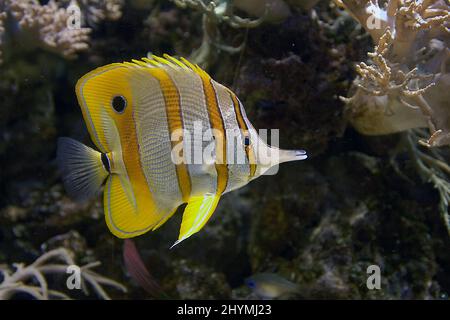 Poisson-mouche à badiles de cuivre, poisson-mouche à copperband, poisson-mouche à nez long, poisson-coralfish à bec (Chelmon rostratus), baignade, vue latérale Banque D'Images