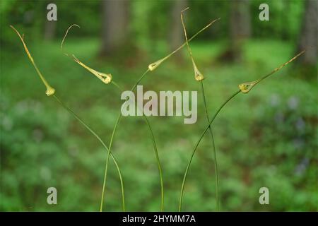 Ail de campagne, ail sauvage (Allium oleraceum), avec bourgeons de couvain, Allemagne, Bavière Banque D'Images