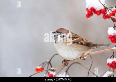 Moineau eurasien (Passer montanus), perching sur une branche avec des fruits rouges en hiver, vue latérale, Allemagne, Bavière Banque D'Images