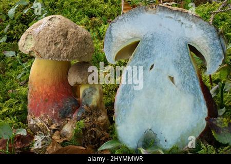 Boléte de hêtre amer (Boletus calopus, Boletus pachypus), deux corps entier et un demi de fructification, Allemagne, Bavière Banque D'Images