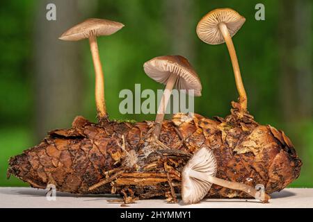 Calotte de sprucecone (Strobilurus esculentus), cône d'épicéa avec corps à fructifier, Allemagne, Bavière Banque D'Images