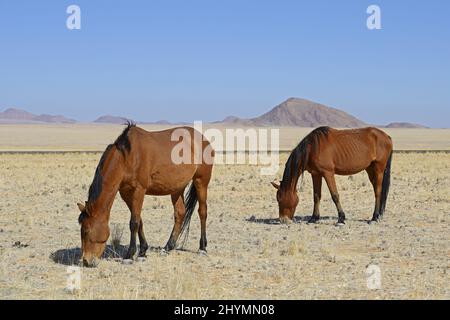 Namib cheval sauvage (Equus przewalskii F. caballus), paître des chevaux sauvages à Garub près d'Aus, Namibie Banque D'Images