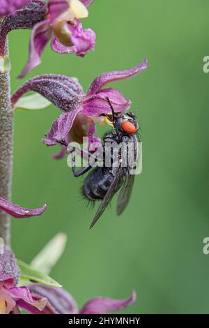 Mouche à chair (Sarcophaga spec.), sur une fleur d'helléborine rouge foncé, orchidée de l'année 2022, Allemagne Banque D'Images