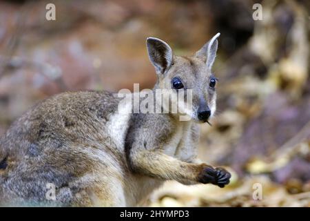 Wallaby de roche à pieds noirs (Petrogale lateralis), alimentation en portrait, Australie, territoire du Nord, parc national de Litchfield Banque D'Images