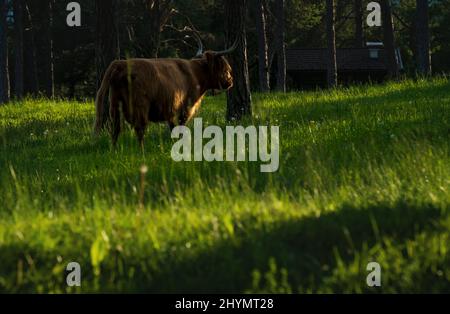 Bovins écossais dans les alpes, dans les prairies ensoleillées le long de la forêt à feuilles persistantes au coucher du soleil à Mieming, Tirol, Autriche Banque D'Images