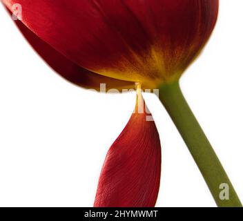 Macro, tulipe rouge (Tulipa) perdant un pétale, rognée Banque D'Images