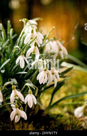 Les chutes de neige de la forêt printanière, belles fleurs blanches de printemps sur la mousse dans la forêt sauvage. Beauté de la nature. Banque D'Images
